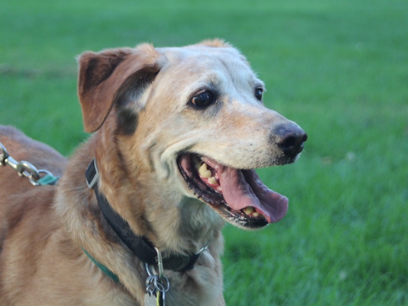 Retriever Rescue of Colorado, Adopt a Dog, Stargirl Age13