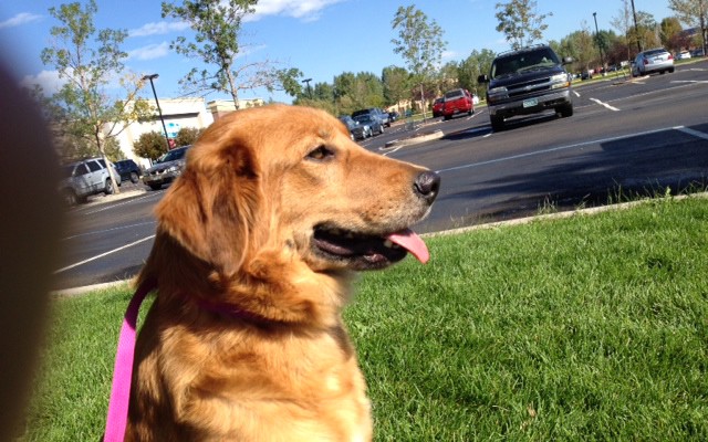 Retriever Rescue of Colorado, Adopt a Dog, Golden mix
