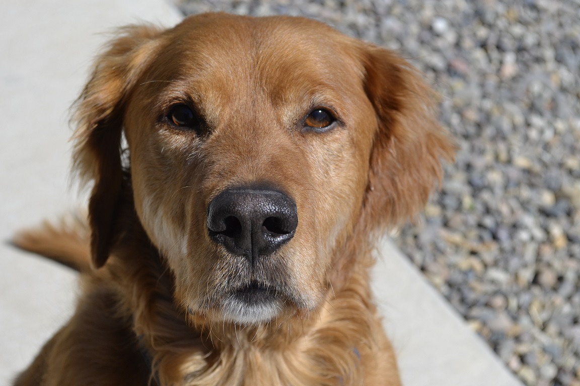 Retriever Rescue of Colorado, Adopt a Dog, Everett Age