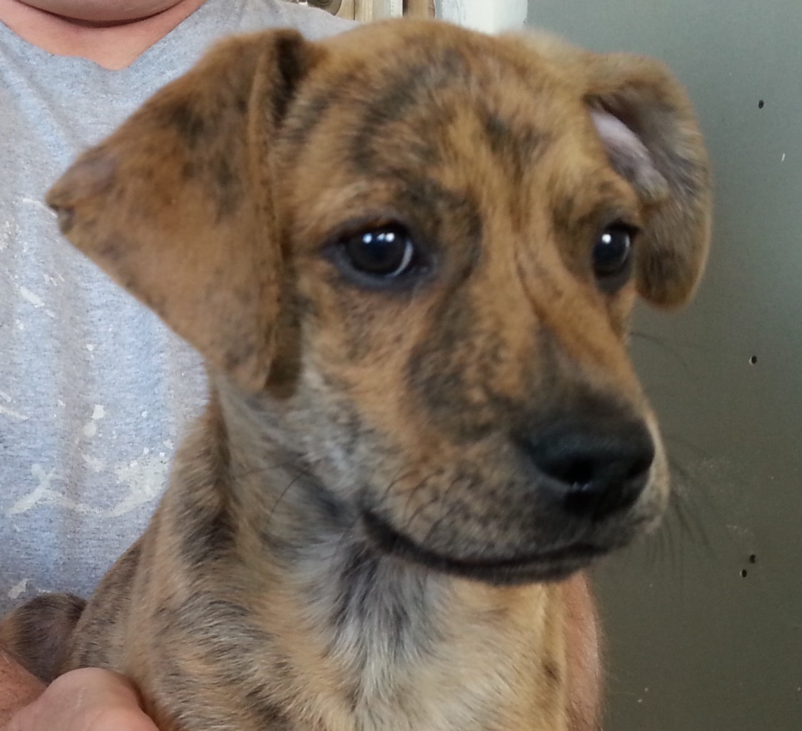 Retriever Rescue of Colorado, Adopt a Dog, Bourbon 3