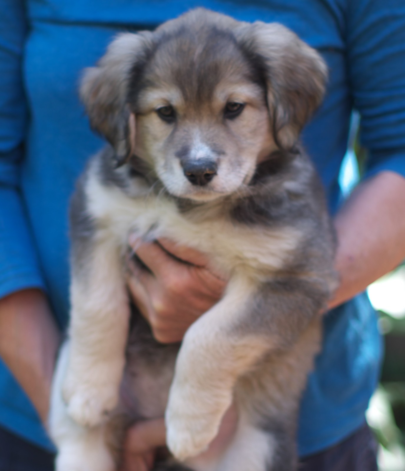 Retriever Rescue of Colorado, Adopt a Dog, Salome 2