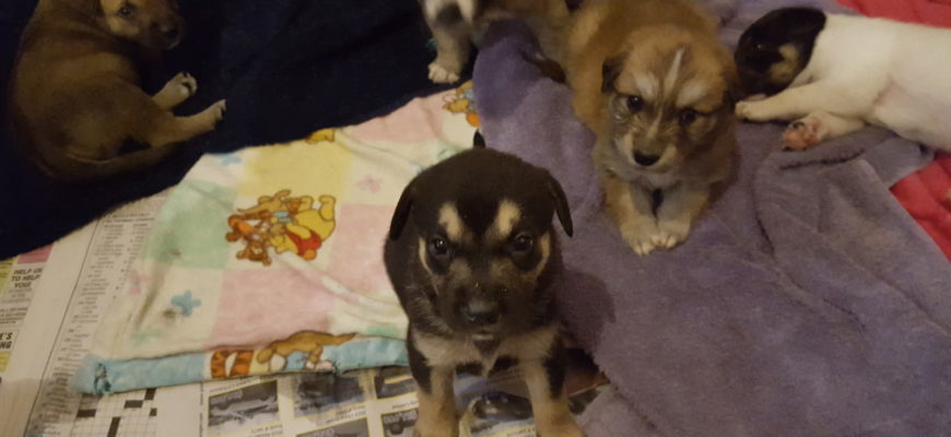 Asiatic puppies! New Litter, ready on June 4th