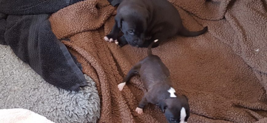 TN pups – born on 7/24/17