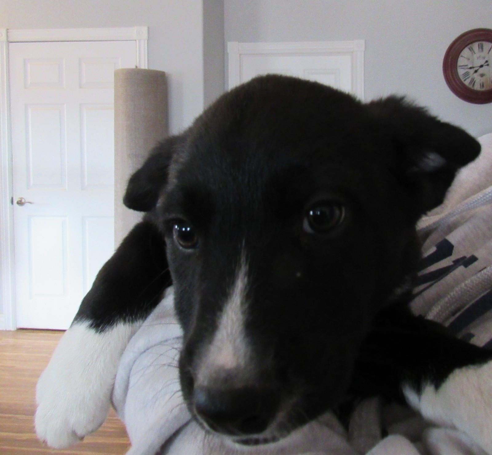Retriever Rescue of Colorado, Adopt a Dog, Winterhorn ...