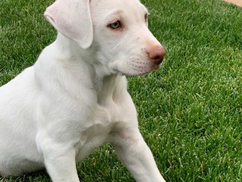 45 HQ Pictures Golden Retriever Puppy Rescue Colorado - Why I Bought a Golden Retriever Puppy—Even Though I ...