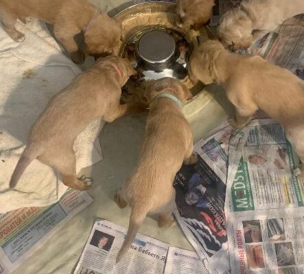 Pickle litter Age: Puppies