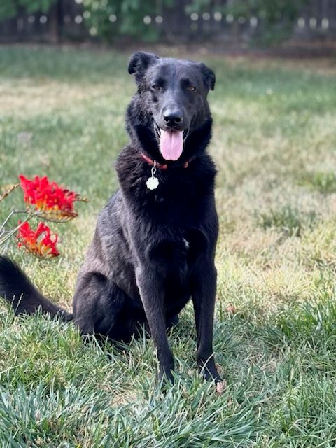 Rather  Age: 2 years Gender: Male