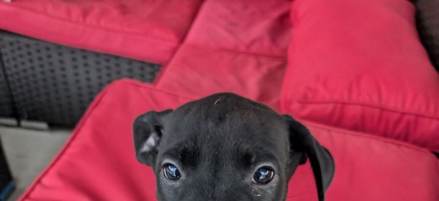 Retriever Rescue of Colorado Adopt a Dog Puppy Archives  