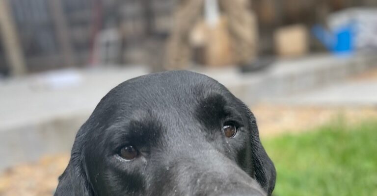 Morris Age: 5 years Gender: Male