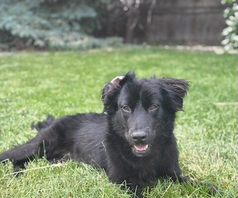 Buford Age: 8 months Gender: Male