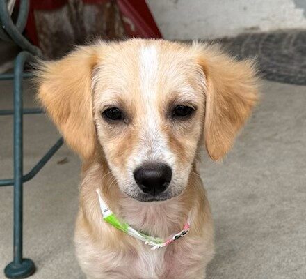 Okra Age: Puppy Gender: Female