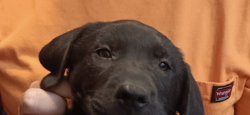 Puppies Arriving soon!