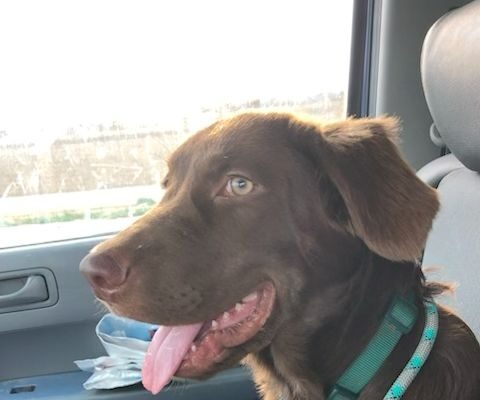 Bailiff Age: 6 months Gender: Male
