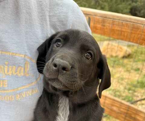 Canvas Age: Puppy Gender: Male