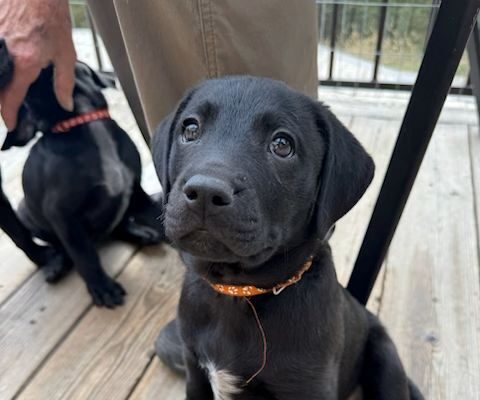 Leather Age: Puppy Gender: Male
