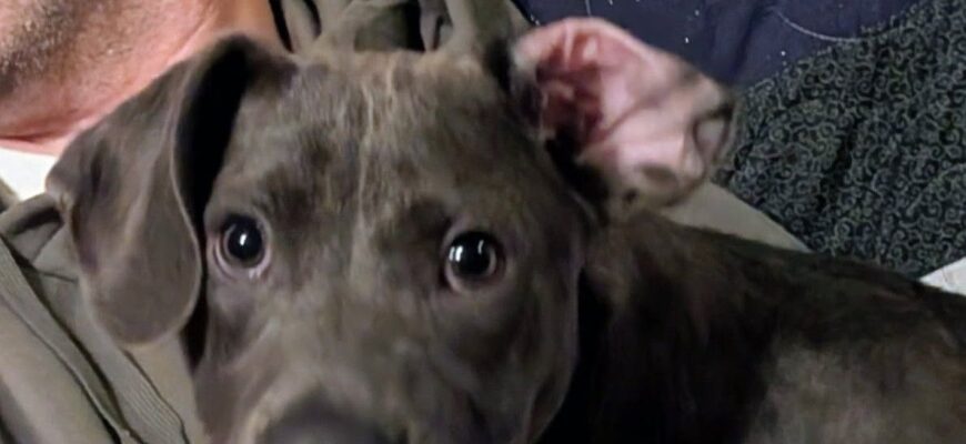 Pewter Age: 5 months Gender: Male