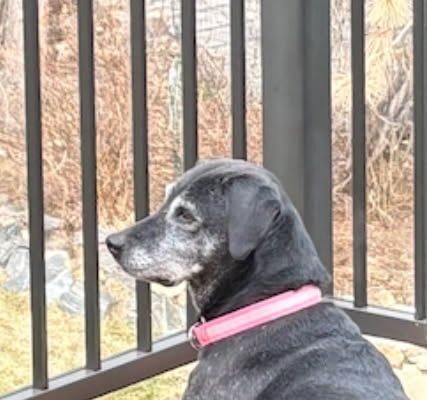 Philly Age: 8 years Gender: Female