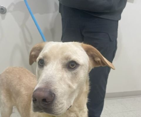 Bronx Age: 1 year Gender: Male