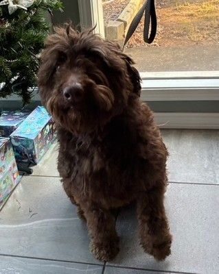 Boden Age: 3 years Gender: Male