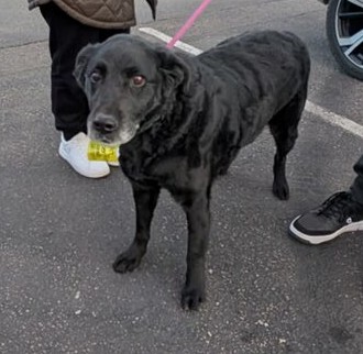 Mila Age: 12 years Gender: Female