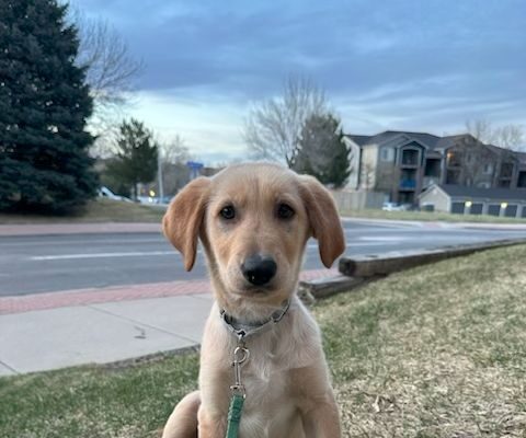 Mantis Age: Puppy Gender: Male