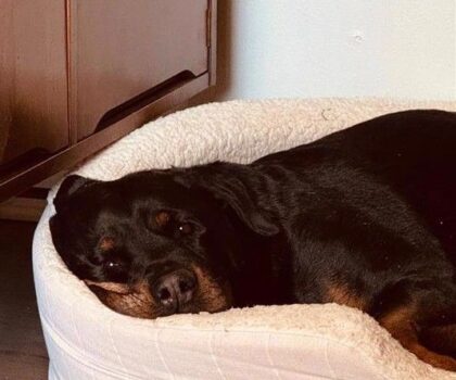 Moraya Gender: Female Age: 6 years