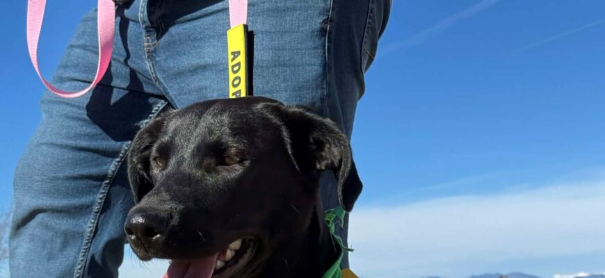 Treacle Age: 1 year Gender: Female