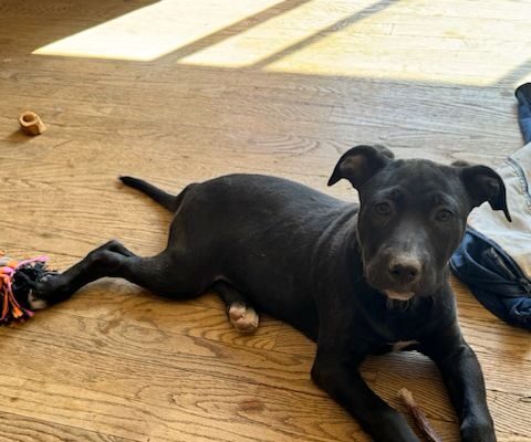 Norrie Age: Puppy Gender: Female