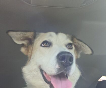 Colfax Age: 2 years Gender: Female