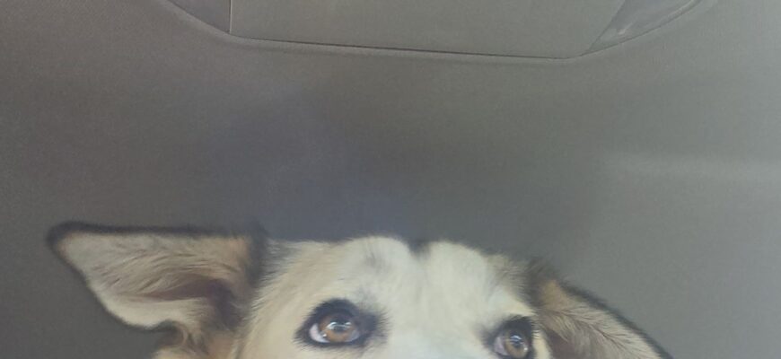 Colfax Age: 2 years Gender: Female