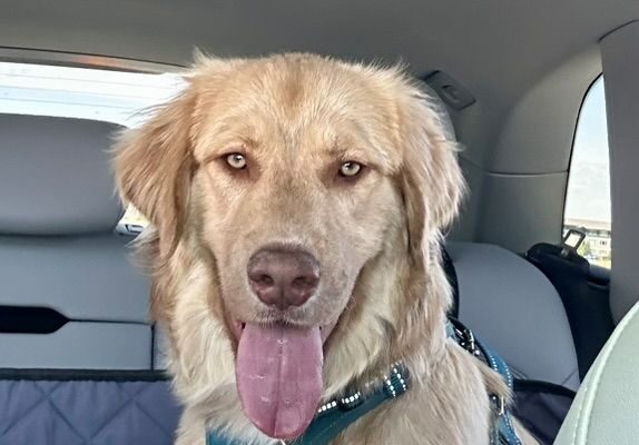 Gemma Age: 9 months Gender: Female
