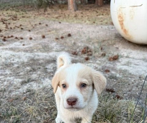 Cabaret Age: Puppy Gender: Male