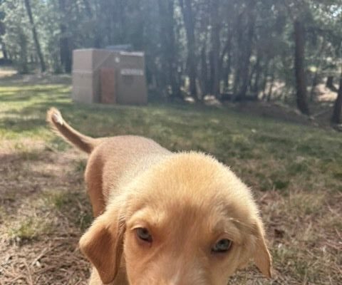Gershwin Age: Puppy Gender: Female