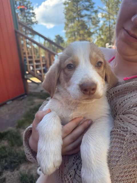 Poppins Age: Puppy Gender: Female