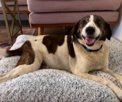 Roomie Age: 7 years Gender: Male