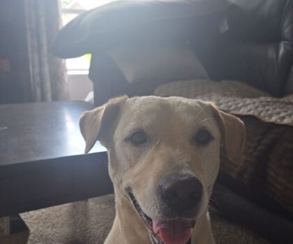 Brea Age: 1 year Gender: Female